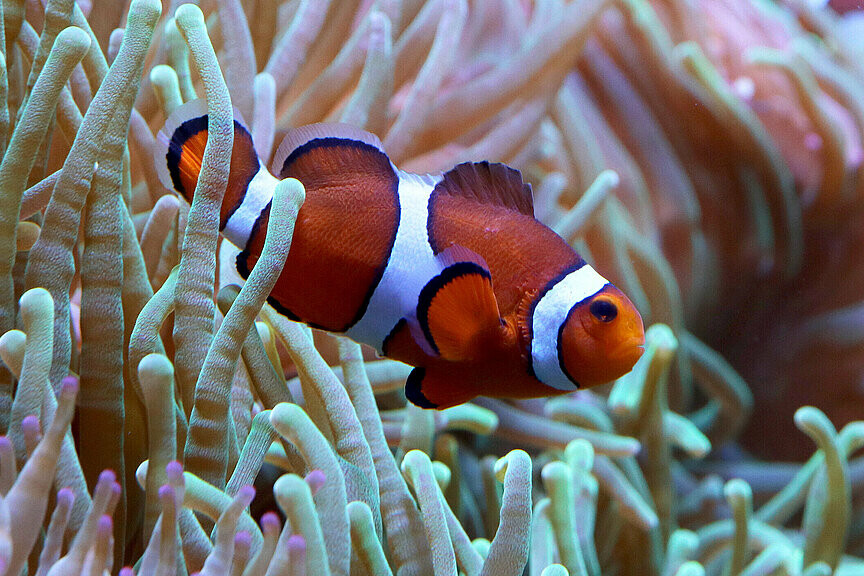 Orange-Ringel-Anemonenfisch