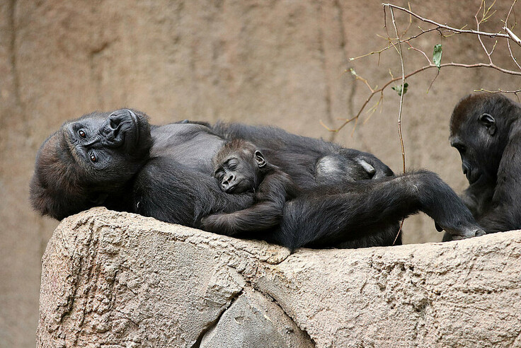 Westlicher Flachlandgorilla