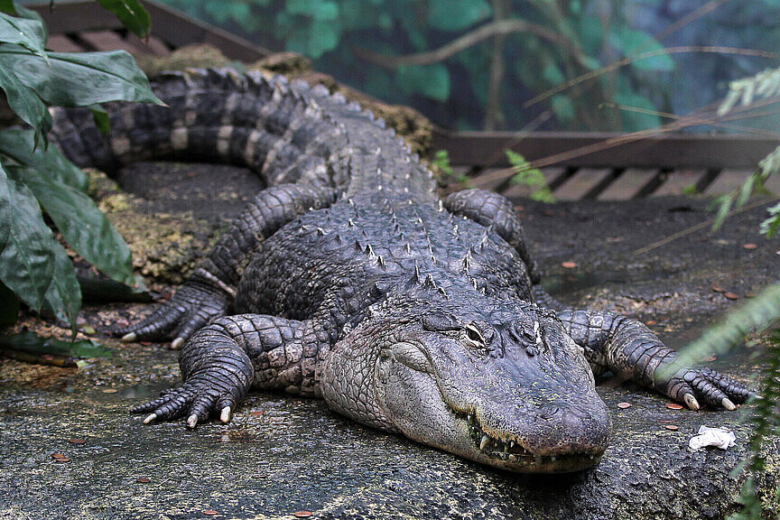 Mississippi-Alligator