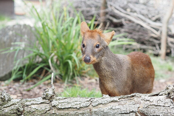 Südpudu