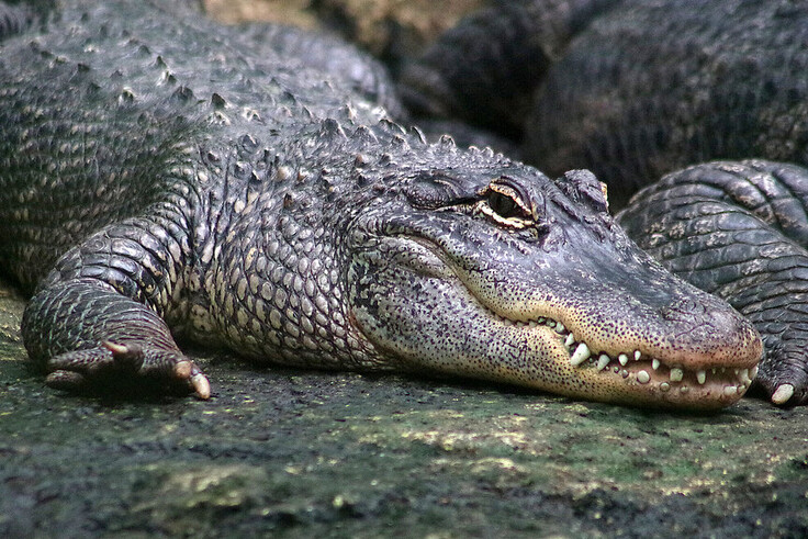 Mississippi-Alligator
