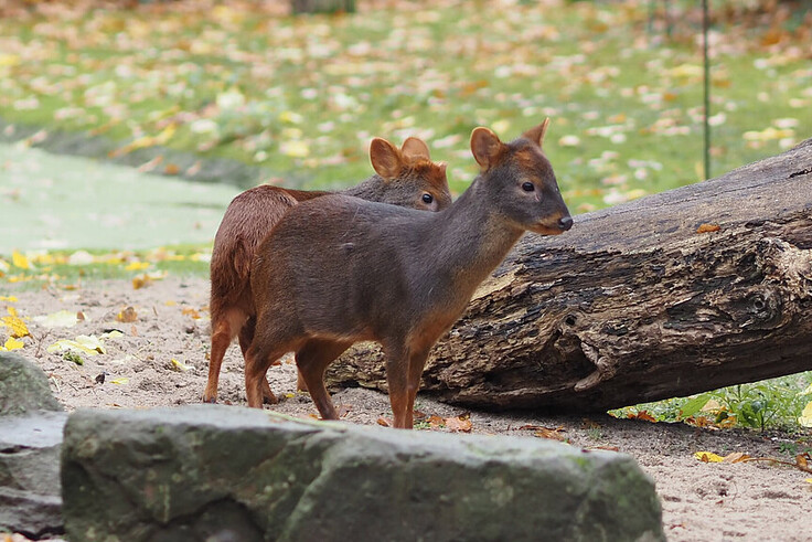 Südpudu