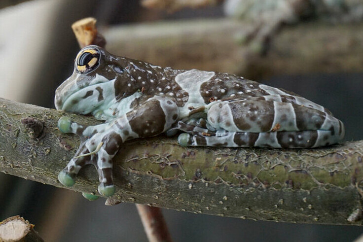 Baumhöhlen-Krötenlaubfrosch