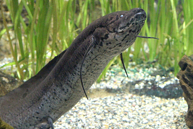 Westafrikanischer Lungenfisch