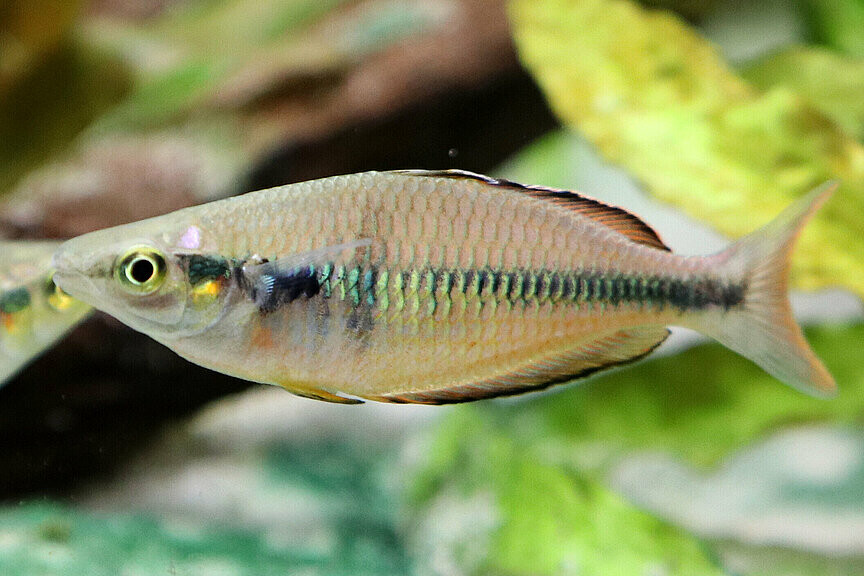 Klasio-Regenbogenfisch