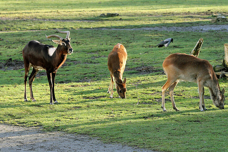 Weißnacken-Moorantilope