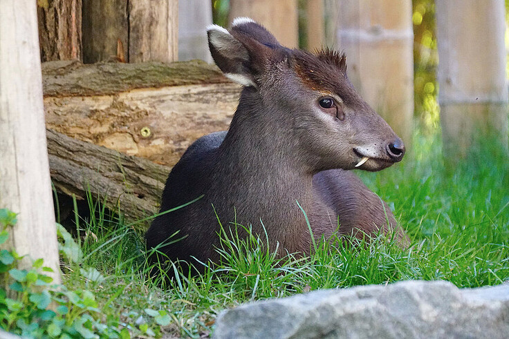 Schopfhirsch