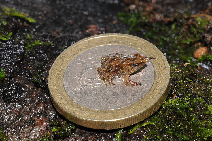 Darwins Nasenfrosch
