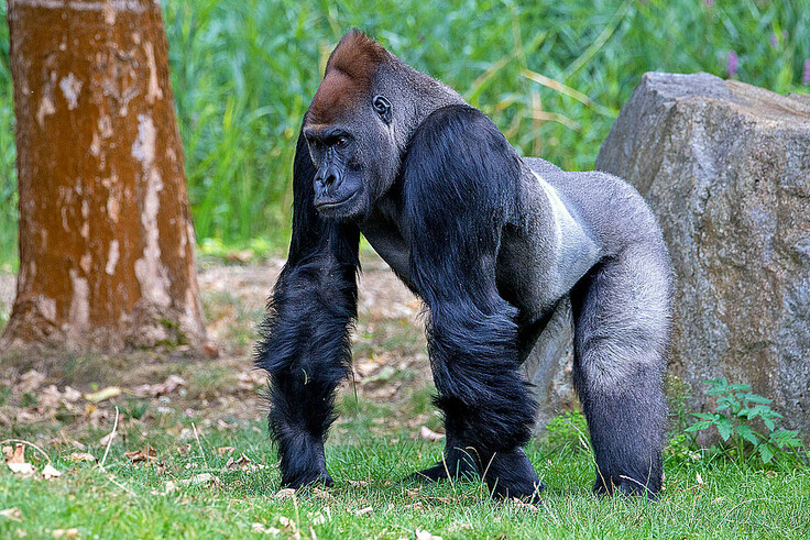 Westlicher Flachlandgorilla