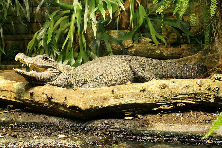 Stumpfkrokodil